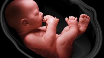 Η δημιουργία ωαρίων από κύτταρα της επιδερμίδας μπορεί να οδηγήσει σε καλλιέργεια εμβρύων