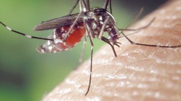 Νέο εμβόλιο για την ελονοσία είναι 100% αποτελεσματικό